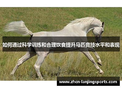 如何通过科学训练和合理饮食提升马匹竞技水平和表现
